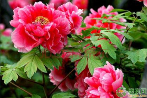 牡丹花的種植管理關(guān)鍵技術(shù)要點(diǎn)